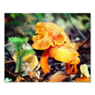 Foto Setas Silvestres Naranja Pálido Primer Plano 8x10