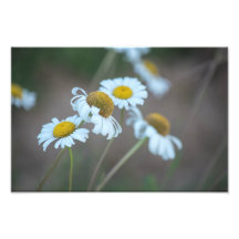 Shasta Daisies en el campo
