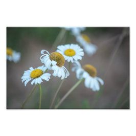 Foto Shasta Daisies en el campo