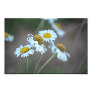 Foto Shasta Daisies en el campo