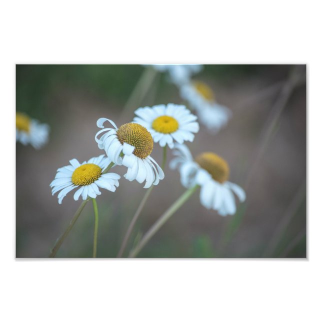 Foto Shasta Daisies en el campo (Frente)