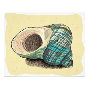 Foto Shell azul de bonito