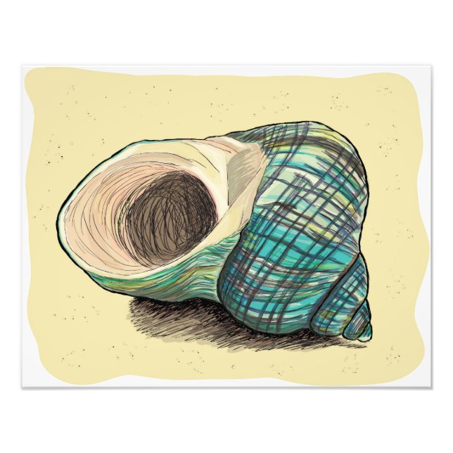 Foto Shell azul de bonito (Frente)