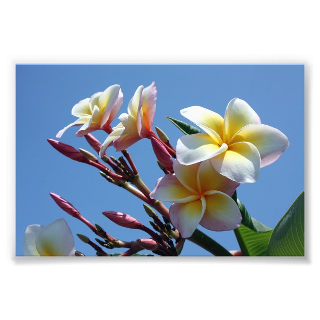 Foto Showowley Plumeria Frangipani florece (Frente)