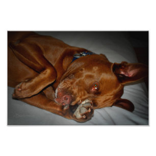 Foto Shy Chocolate Lab Pit Mix Dog