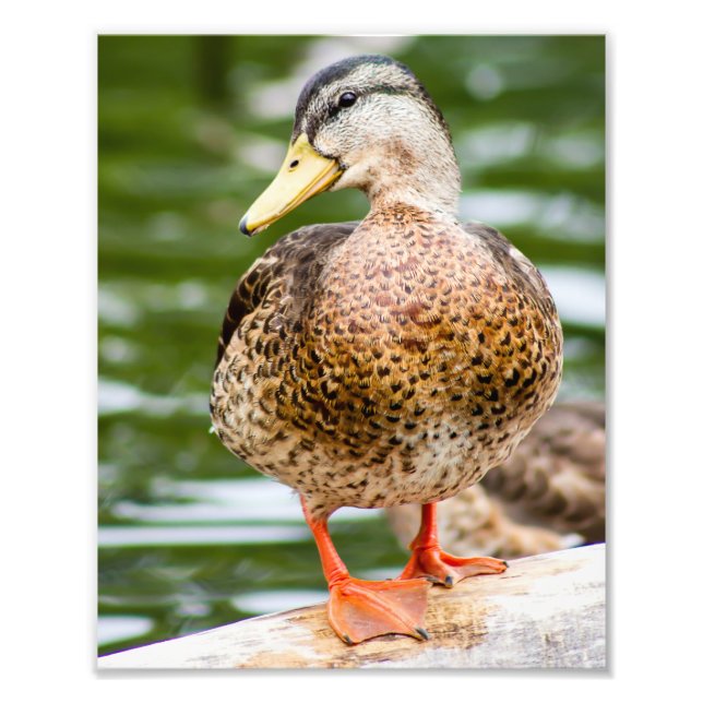 Foto Shy Female Mallard (Frente)