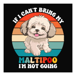Foto Si no puedo traer a mi perro Maltipoo, no voy
