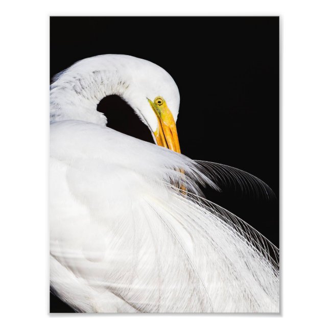 Foto Siempre Egrets (Frente)