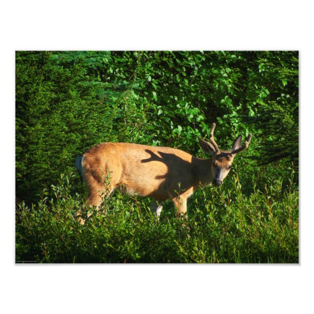 Foto Siga su camino (Frente)