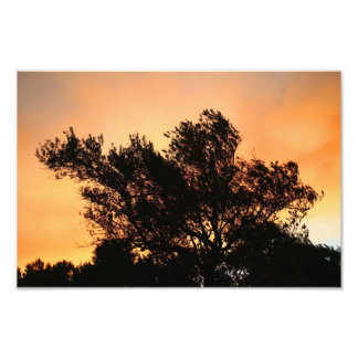 Foto Silhouette De Árbol De Oliva Al Amanecer