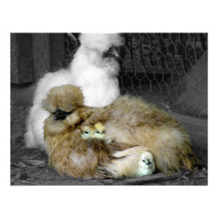 Foto Silkie Hens con chichas buscando a los plumas