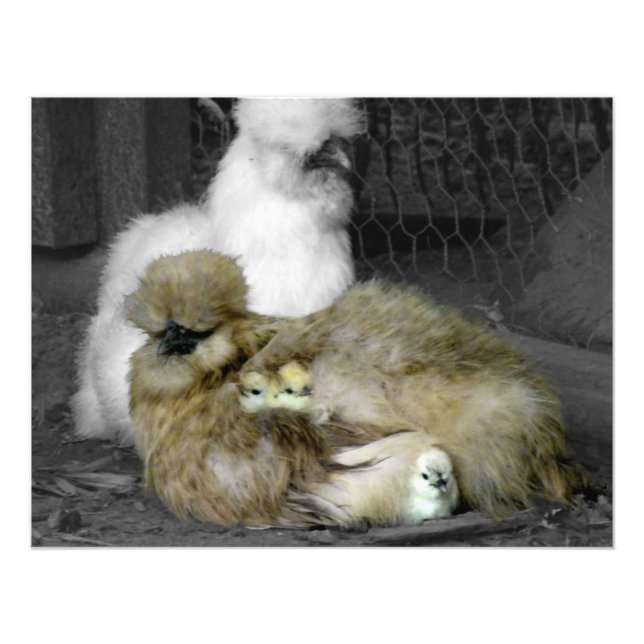 Foto Silkie Hens con chichas buscando de plumas (Frente)