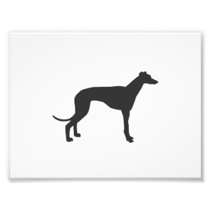 Foto Silueta de galgo italiano en negro