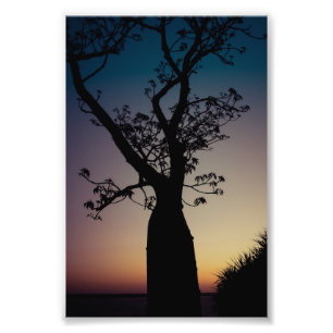 Foto Silueta del árbol de Boab en la impresión de la