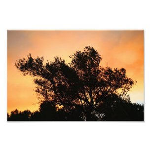 Foto Silueta del olivo en la puesta del sol