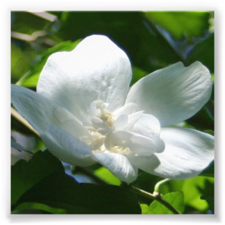 Foto Simplemente blanco