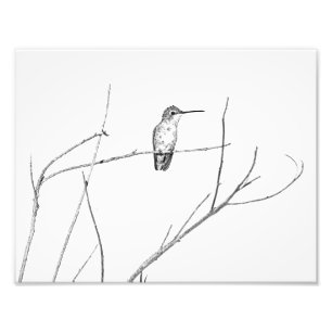 Foto Simplemente un colibrí sobre un palo