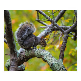 Foto Sinister Squirrel 24 x 20 Kodak Pro Papel fotográf