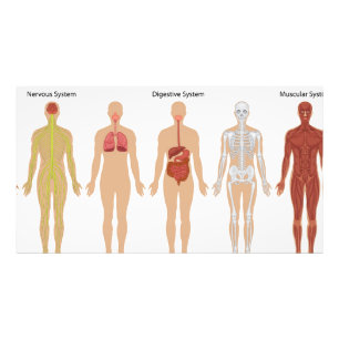 Foto Sistemas de cuerpo humano