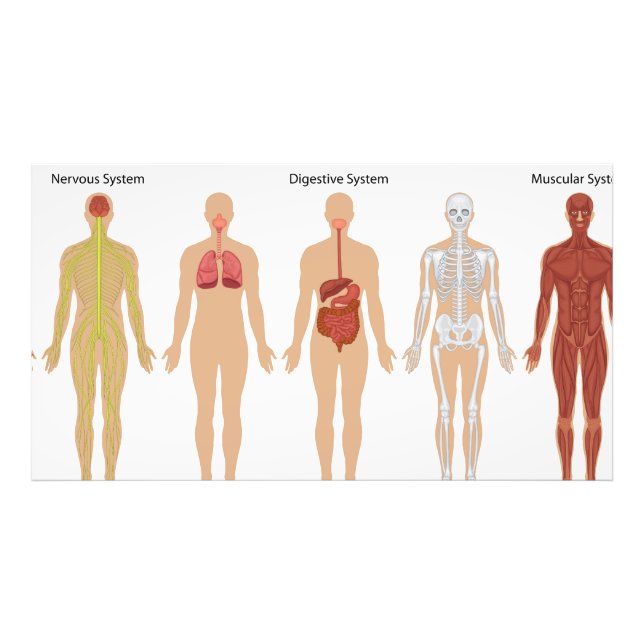 Foto Sistemas de cuerpo humano (Frente)