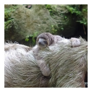 Foto Sloth_20171104_by_JAMFoto