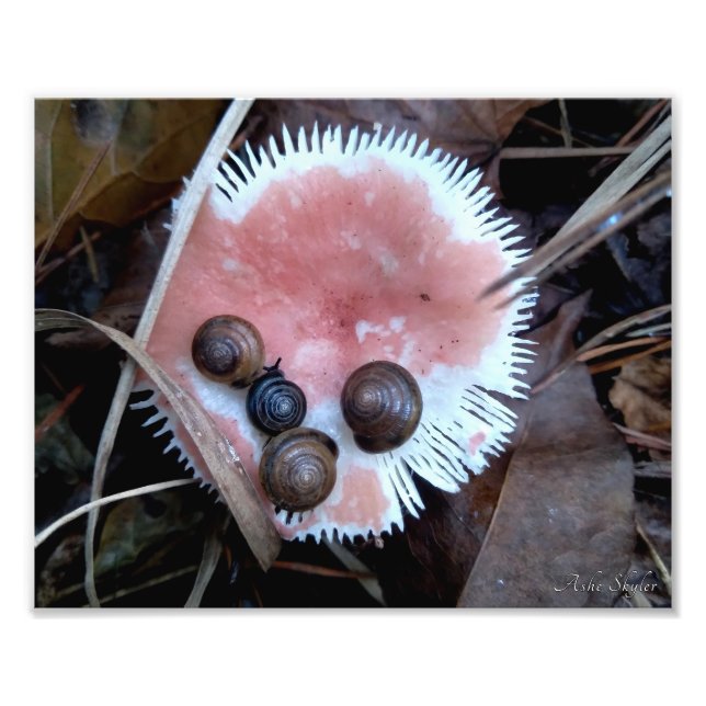 Foto Snails somnolientos (Frente)