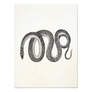 Foto Snake de vidrio vintage - Plantilla de reptil en b
