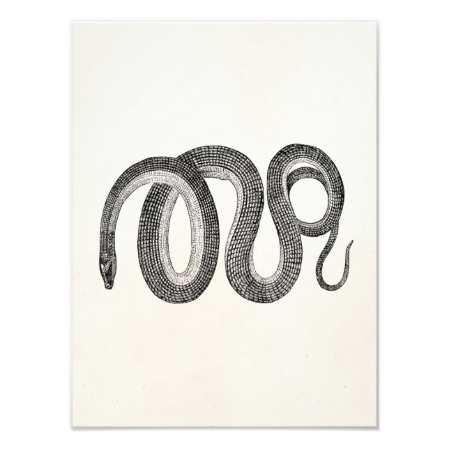 Foto Snake de vidrio vintage - Plantilla de reptil en b (Frente)