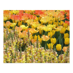 Foto Snapdragons amarillo y tulipanes 20" x 16"