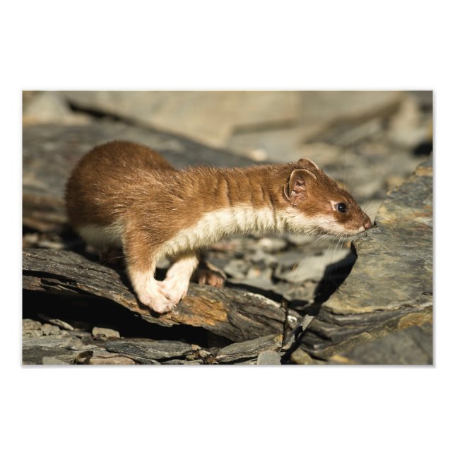 Foto Sniffing Weasel (Frente)