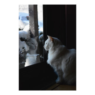Foto Snowowy White Kitty