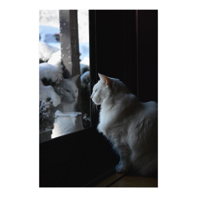 Foto Snowowy White Kitty (Frente)