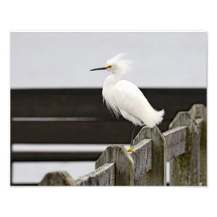 Foto Snowy Egret
