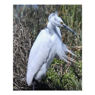Foto Snowy Egret