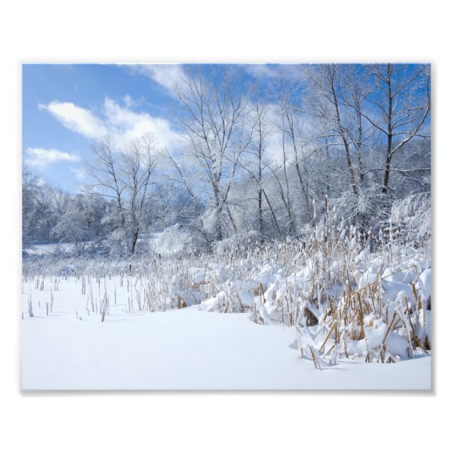 Foto Snowy Marthaler Pond Treds and Reeds (Frente)