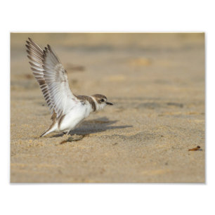 Foto Snowy Plover Stretch