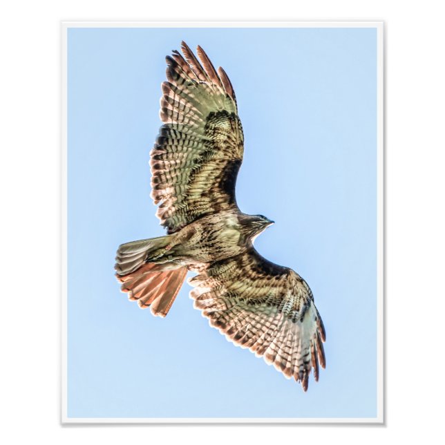 Foto Soaring Red-Tailed Hawk – Wildlife Nature Print (Frente)