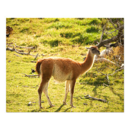 Foto Sol de Guanaco