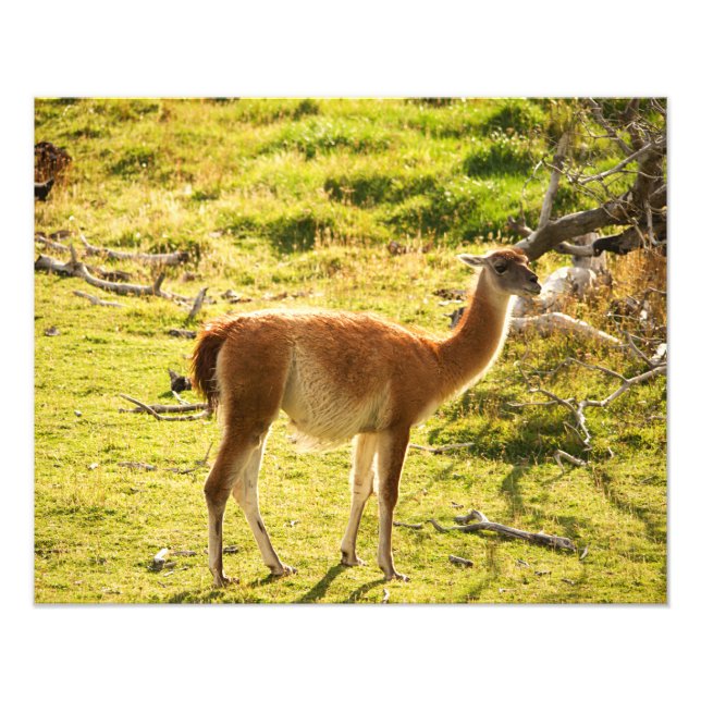 Foto Sol de Guanaco (Frente)