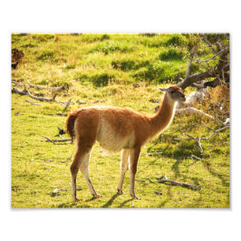 Foto Sol de Guanaco