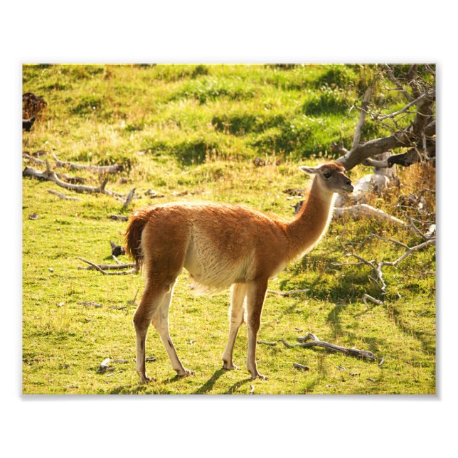 Foto Sol de Guanaco (Frente)