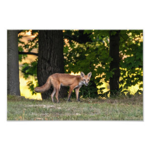 Foto Sol Y Sombra De Fox Rojo