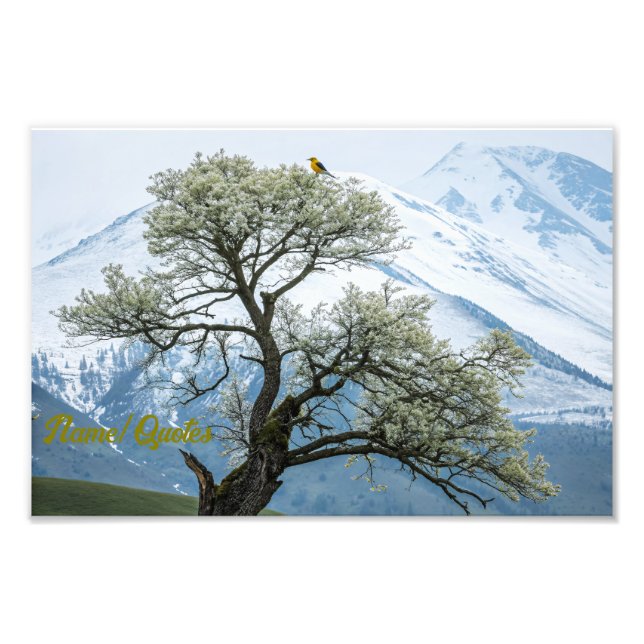 Foto Solitary Blossoming Tree and Snowy Mountains (Frente)