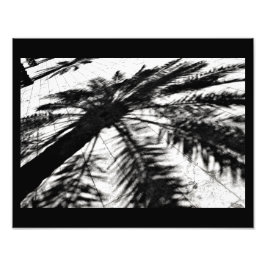 Foto Sombra de árbol de fechas