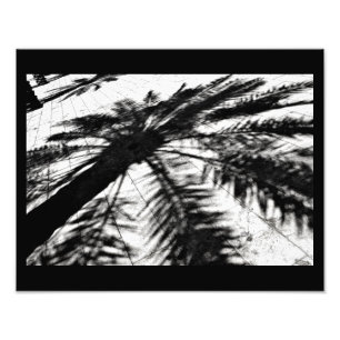 Foto Sombra de árbol de fechas