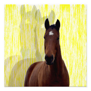 Foto Sombras de caballo de castaño,