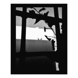 Foto Sombras de paloma