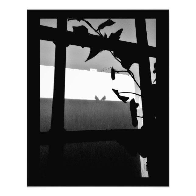 Foto Sombras de paloma (Frente)