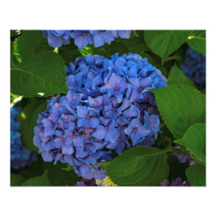 Foto Sombras del azul - el Hydrangea azul