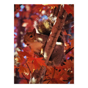 Foto "Song Squirrel"